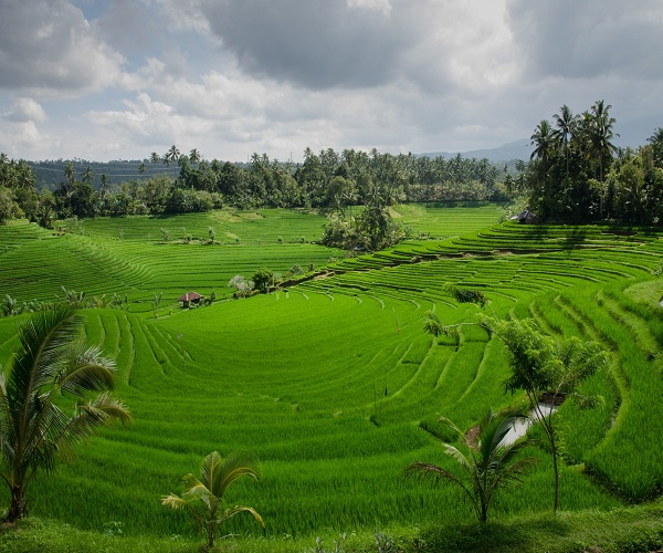 Pupuan Rice Terrace | Tabanan Places of Interest | Bali Golden Tour