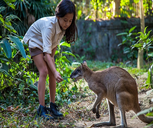 Feed The Animal | Breakfast with Orang Utan| Bali Zoo Park